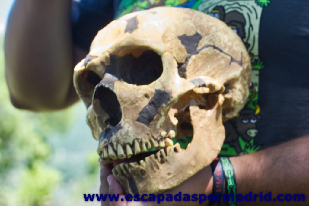 foto de un cráneo de Neandertal